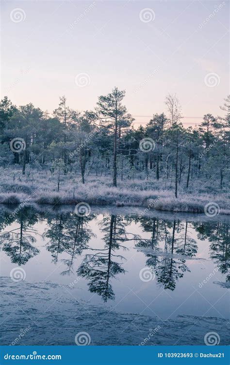 A Beautiful Morning Landscape In A Frozem Swamp A Small Swamp Ponds In