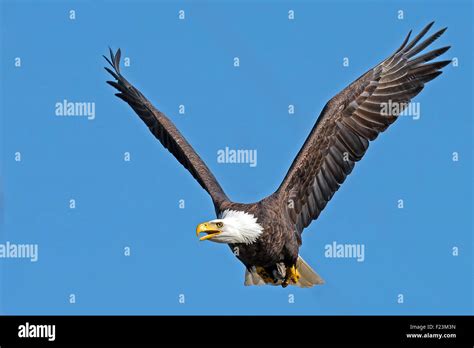 American Bald Eagle In Flight Stock Photo Alamy