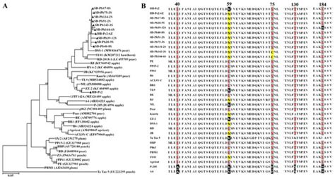 Viruses Special Issue Seed Borne And Seed Transmitted Viruses