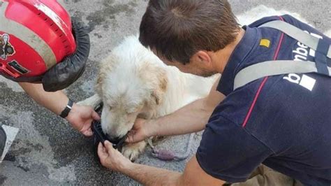 Abbandonato Sul Balcone Senza Cibo Ne Acqua Il Cane Stava Malissimo