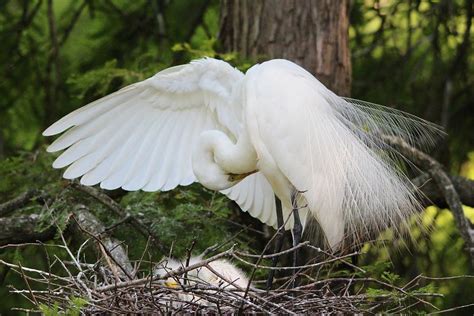 Mama Egret Protecting her Babies Photograph by Paulette Thomas