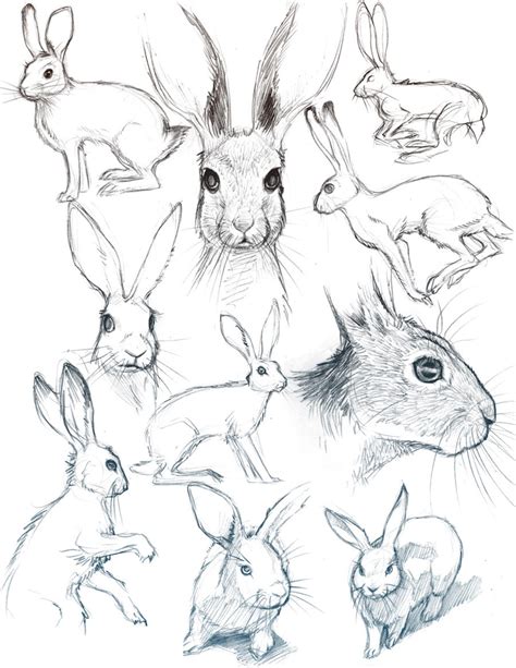 Bunny Sketches By Heidiarnhold On Deviantart