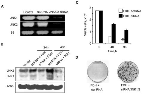 JNK Knock Down Rescues PC 3 Cells From Cytotoxic Effects Of FDH A