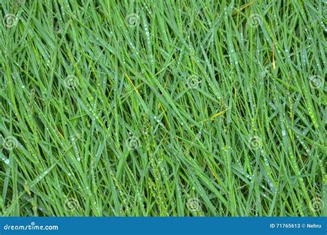 Green Grass After The Rain Stock Image Image Of Garden 71765613