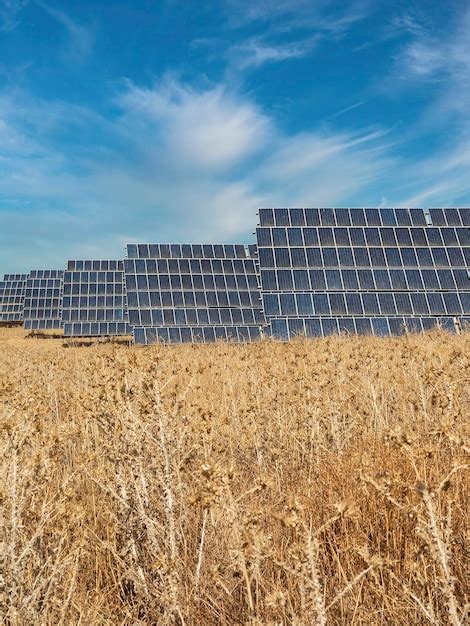 Paneles Solares En Medio De Un Campo De Flores Secas Para El Verano