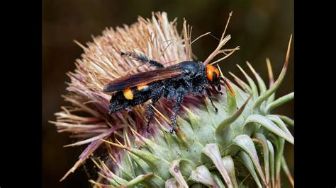 Avispa Mamut Megascolia Bidens Youtube