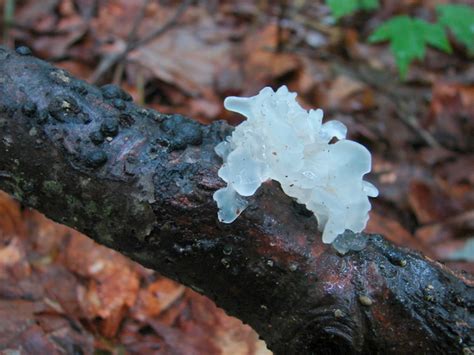Tremella fuciformis at Indiana Mushrooms
