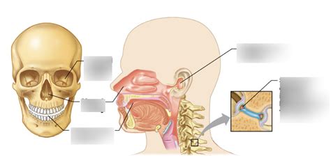 BSC 2085L Other Body Cavities Diagram Quizlet