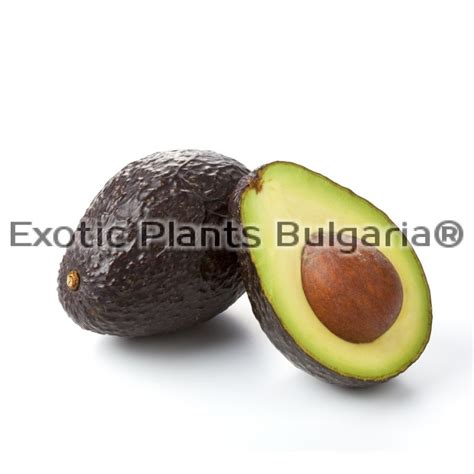 Avocado - Haas - 7.5 ltr. pots