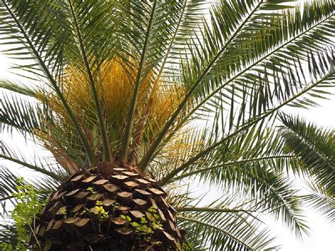 Canary Island Date Palm Tree For Sale Buying And Growing Guide
