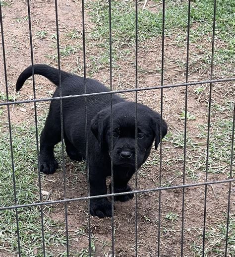 Healthy & Smart Labrador Puppies for Sale Queensland