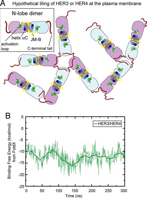 Model For Oligomerization Of The Kinase Domains Of Her And Inactive