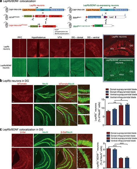 LepRb BDNF Colocalization In The Dentate Gyrus Of The Hippocampus A