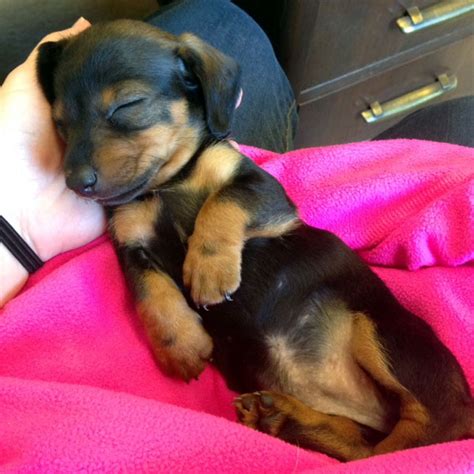 Come See The Cutest Photos Of Doberman Puppies