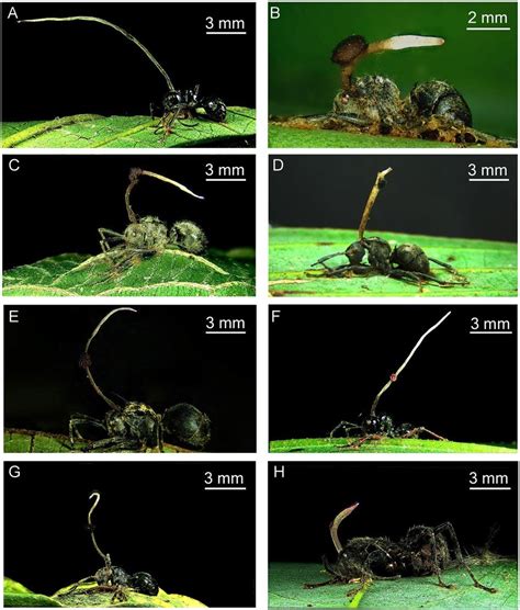 In Situ Photographs Showing The Infection Of Ophiocordyceps Download Scientific Diagram