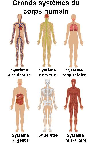 Activités et grands systèmes de l organisme définition docteurclic