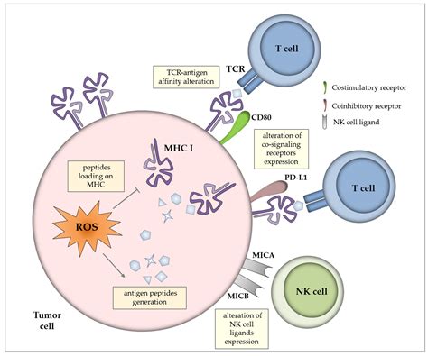 Cancers Free Full Text Reactive Oxygen Species And Antitumor