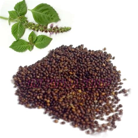 Tulsi Seeds Beej Get Benefits For Buy Online From Om Pooja Shop