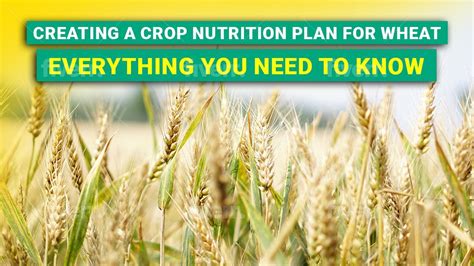 Creating A Crop Nutrition Plan For Wheat Everything You Need To Know Agritec Liquid Calcium