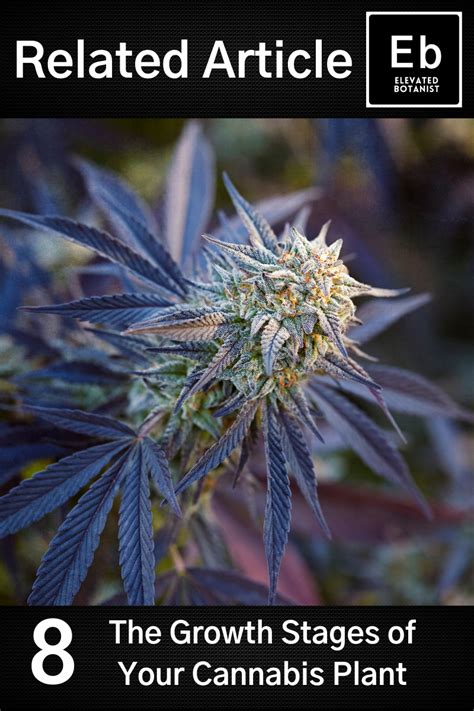 The Secret Sex Lives Of Feminized Seeds Elevated Botanist