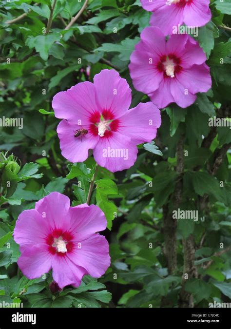 Planta Arbusto Bush Hibiscus Florece Prospera Abeja Malva