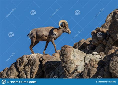 Regal Desert Bighorn Sheep Ram Stock Photo Image Of Outdoors Mammal