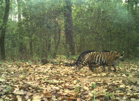 Normal, pseudo melanistic tiger cubs walk in tandem in Similipal - OrissaPOST