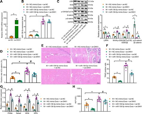 Microrna P From Bone Marrow Mesenchymal Stem Cell Derived Exosomes