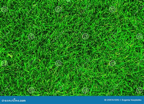 Green Grass Texture Background Background Texture Of Green Grass Stock