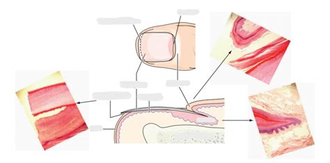 Stratum germinativum Diagram | Quizlet