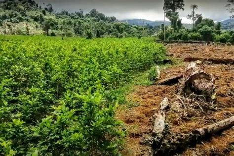 El río Putumayo se ha convertido en la pista por excelencia para el