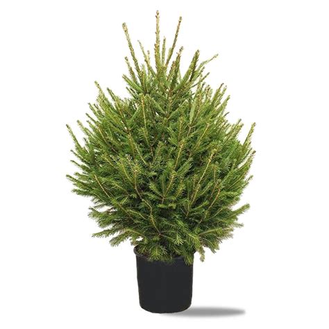 Real Norway Spruce Pot Grown Christmas Tree 2ft 6ft Potted Tree Carbeth Plants