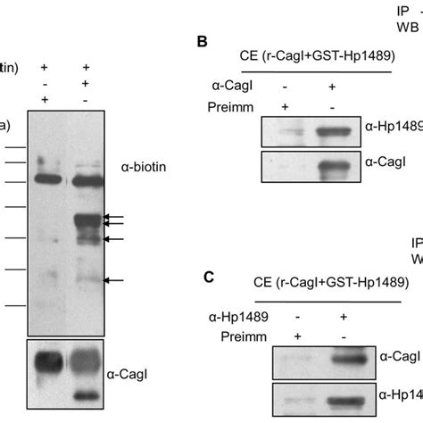 Plasmids used in this study | Download Table