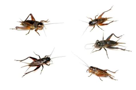 What Do Crickets Eat Animal Info World