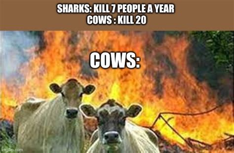 Cow And Shark Meme