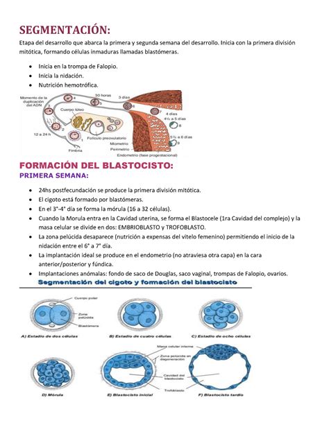 Embriologia Segmentaci N Segmentacin Etapa Del Desarrollo Que