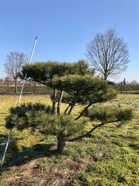 Pinus Nigra Ssp Nigra Bonsai B Quality Borovice Starkl