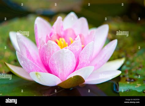 Blossoming Pink Water Lilly Flower Stock Photo Alamy