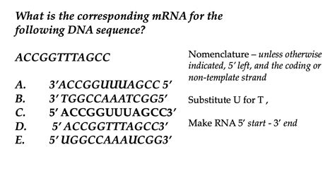 Solved What is the corresponding mRNA for the following DNA | Chegg.com