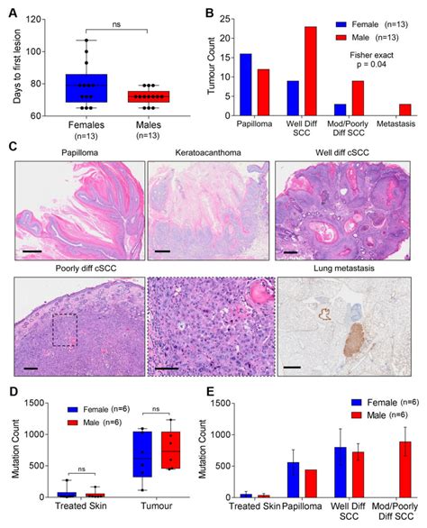 Male Animals Are More Susceptible To Chemically Induced Aggressive