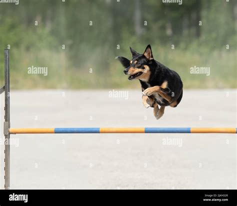 Border Collie Jumps Over An Agility Hurdle On A Dog Agility Course