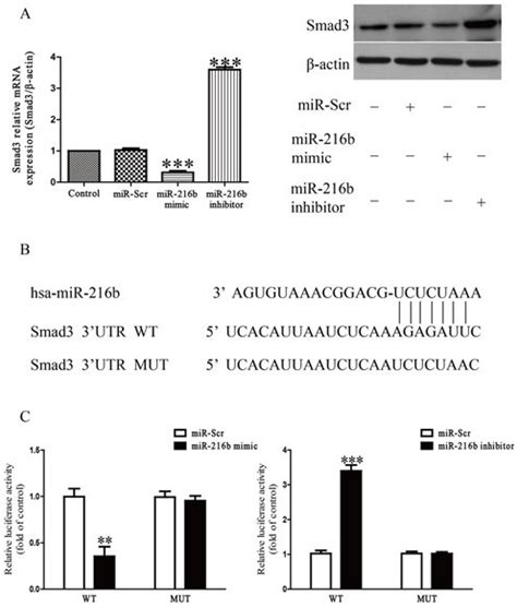 Smad3 Was A Direct Target Of Mir 216b Sw1353 Cells Were Treated With