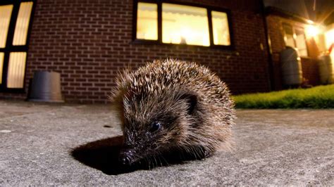 Bundespolizei rettet Igel aus Gleisbett was Sie tun können