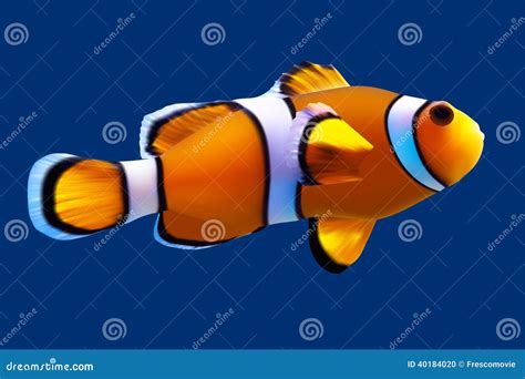 Clownfish Stock Vector Illustration Of Color Orange 40184020