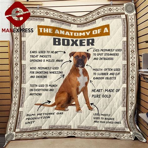 ANATOMY OF BOXER ...