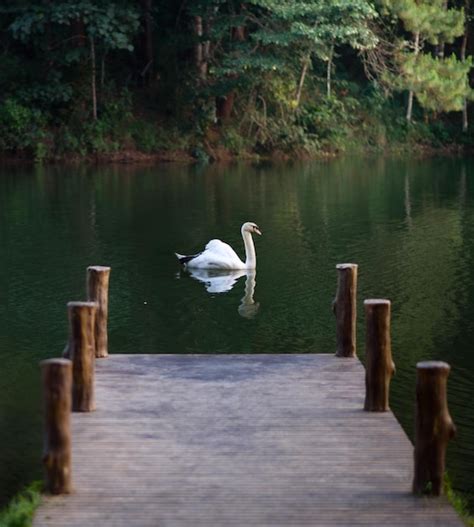 El Paisaje De Los Cisnes Nadando En El Lago Pang Oung Mae Hong Son