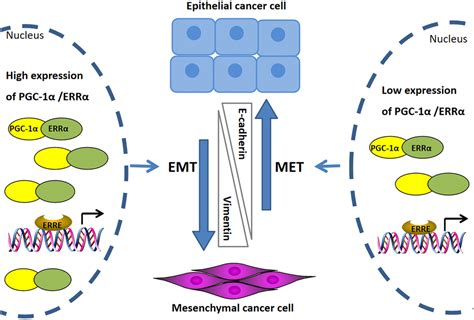 PGC 1α and ERRα in patients with endometrial cancer a translational