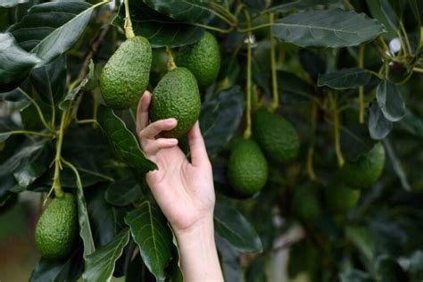 Cu Nto Tiempo Tarda Un Rbol De Aguacate En Dar Fruto