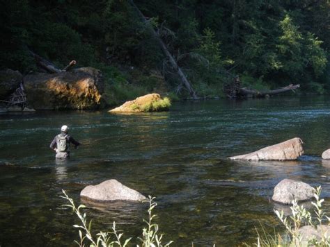 North Umpqua Update Status Of Hatchery Summer Steelhead Program