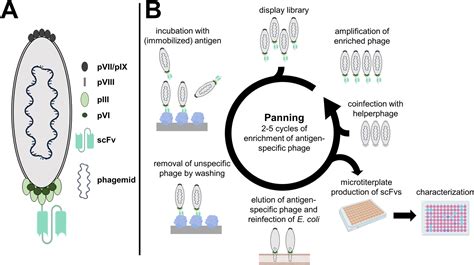 Phage Library Construction